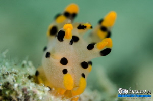 P I K A C H U
Nudibranch (Thecacera)
Lembeh Strait, Ind... by Irwin Ang 